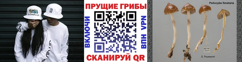 Псилоцибиновые грибы Psilocybe  Арамиль 